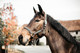 Kentucky Plaited Nylon riimu, harmaa