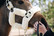 Kentucky Sheepskin Shipping Halter karvariimu, ruskea