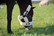 Kentucky Sheepskin Shipping Halter karvariimu, ruskea