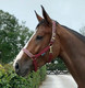 Bucas Dublin -riimu, jubilee/silver