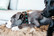 Kentucky koiran kaulapanta collar handmade pearls, koko 37,5-43,5cm