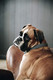 Kentucky koiran kaulapanta Plaited Nylon Dog collar, harmaa, 58cm