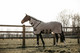 Kentucky Mesh fly rug hyönteisloimi, beige, 155cm