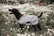 Kentucky Dog Coat heijastintakki, hopea
