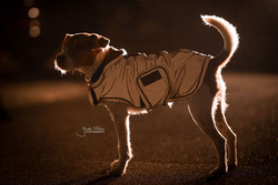 Kentucky Dog Coat heijastintakki, hopea
