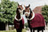 Kentucky Fleece Show Rug Heavy, viininpunainen, 155cm