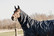 Kentucky 50g ulkoloimi Turnout Rug All weather Waterproof Classic, tummansininen, 145cm