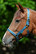 Bucas Dublin -riimu, green/violet