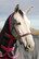 Bucas Freedom Turnout 150g fullneck ulkoloimi, charcoal