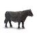 Aberdeen-Angus lehmä