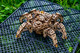 UGEARS Hexapod Explorer - Hämähäkki