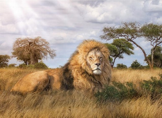 Clementoni The King palapeli 1000 palaa