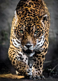 Clementoni Walk of The Jaguar palapeli 1000 palaa