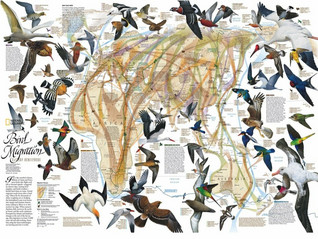 New York Puzzle Company Eastern Bird Migration palapeli 1000 palaa