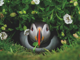 New York Puzzle Company National Geographic Puffin Chick palapeli 1000