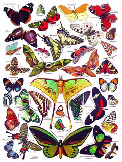 New York Puzzle Company Butterflies palapeli 1000 palaa