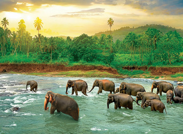 Eurographics Save our Planet Collection Rain Forest palapeli 1000 palaa
