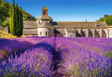Castorland Lavender Field In Provence,France palapeli 1000 palaa