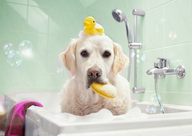 Bluebird Bath Time -palapeli 100 palaa