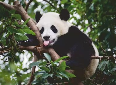 Ravensburger Panda palapeli 500 palaa