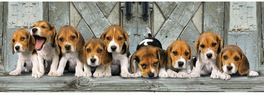 Clementoni Beagles panorama palapeli 1000 palaa