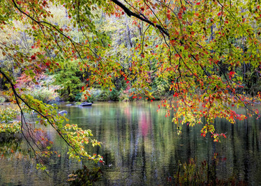Alipson Branches On the Edge of the River palapeli 1000 palaa