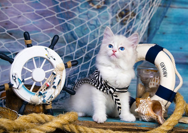 Enjoy Captain Kitten palapeli 1000 palaa