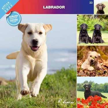 Labradorinnoutaja kalenteri 2023