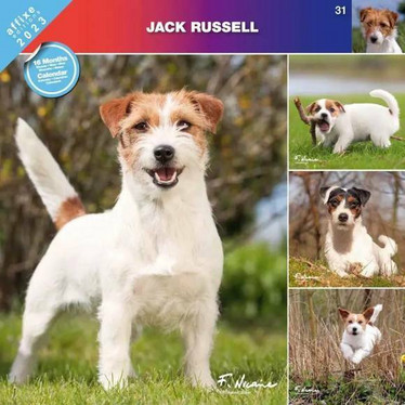 Jack Russelinterrieri kalenteri 2023