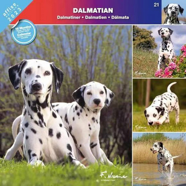 Dalmatiankoira kalenteri 2023