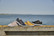 NewFeet 210-19-2140