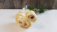 Ranunculus offwhite