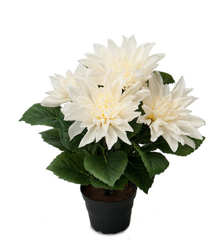 Dahlia  offwhite