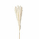 Offwhite pampagrass