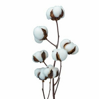 Cotton branch