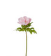 Anemone vaaleanpunainen