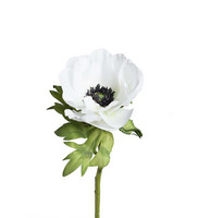Anemone white