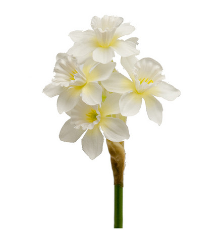 Narcissus branch white