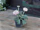 Ranunculus keraamisessa ruukussa
