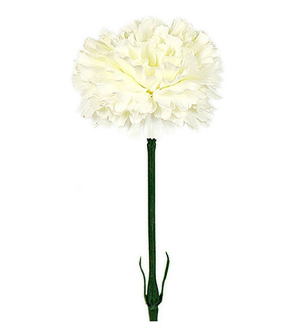 Carnation white