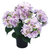 Hydragea light violet