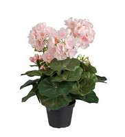 Pelargonia Vaaleanpunainen