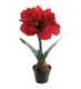 Amaryllis punainen ruukussa