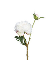 Pion white