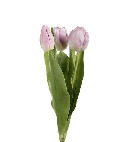 Tulppaanitrio purple(lila)