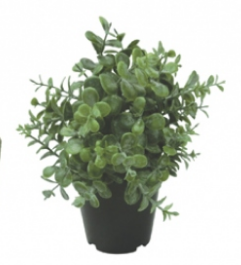 Succulent plant in a pot