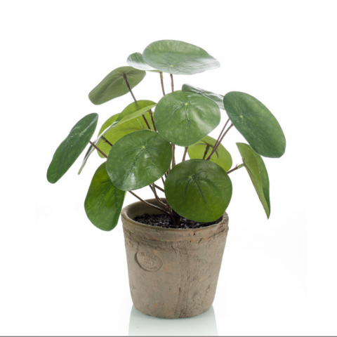 Kilpipilea saviruukussa