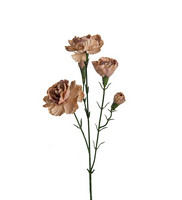 Neilikka Elegance old brown