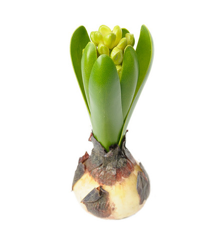 Hyasintti 15cm
