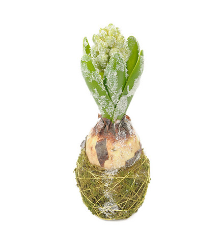 Hyacinth with snow frost/moss on a base 20cm